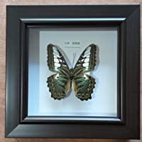 XIEJI Espécimen de Mariposa Real Enmarcado Espécimen de Mariposa Real Decoración de Pared para el hogar- Colgante de…